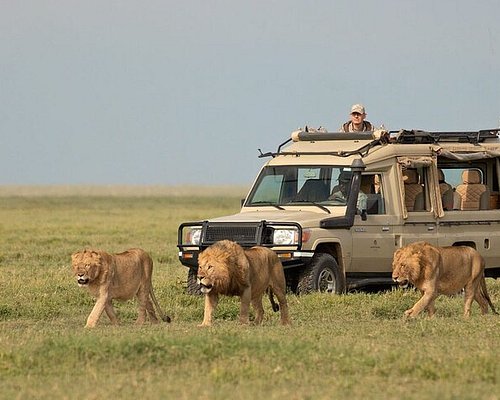 Image of a lion on a safari